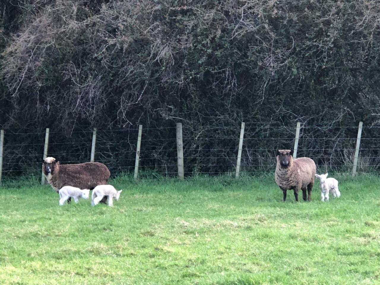 Narrow Neck Creek Farmstay And B&B Upper Hutt Luaran gambar